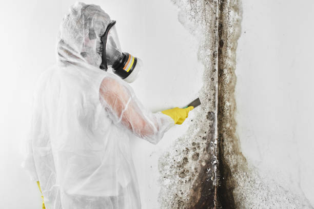 Best Emergency Mold Remediation in Spry, PA