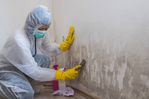 Reliable Spry, PA Mold Remediation Solutions