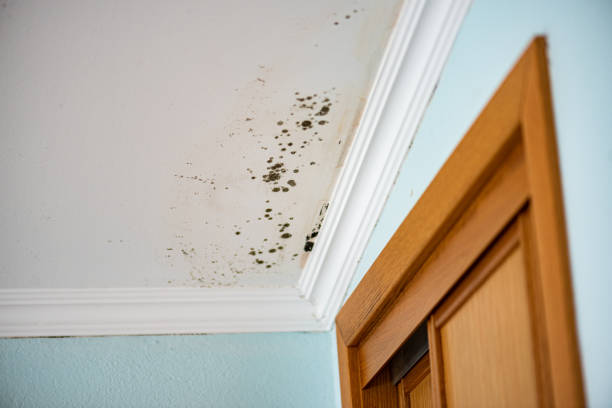 Best Post-Flood Mold Remediation in Spry, PA