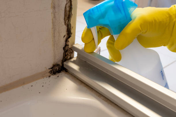 Best Bathroom Mold Remediation in Spry, PA
