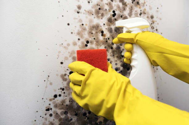 Best HVAC Mold Remediation in Spry, PA