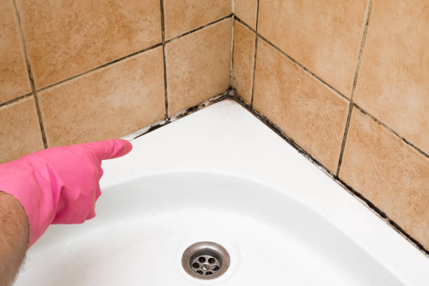 Best Basement Mold Remediation in Spry, PA